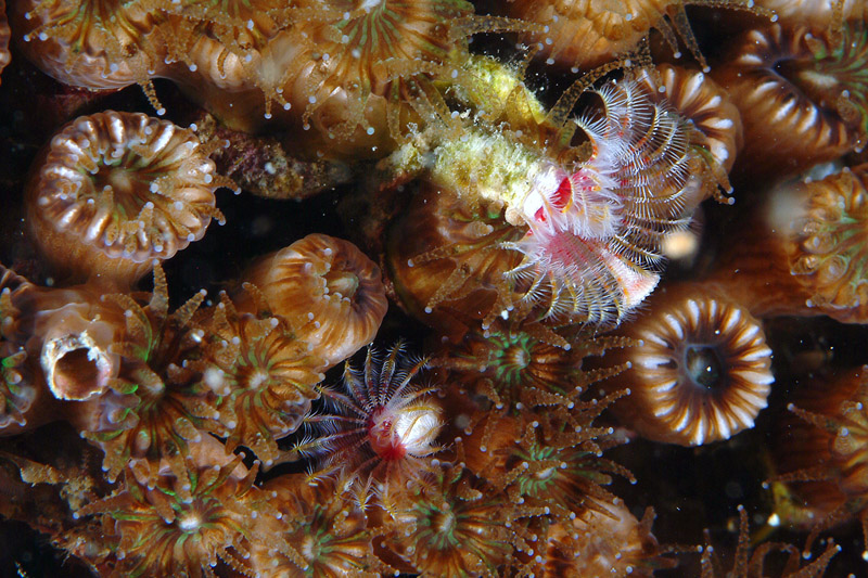Serpula vermicurialis e Serpula concharum